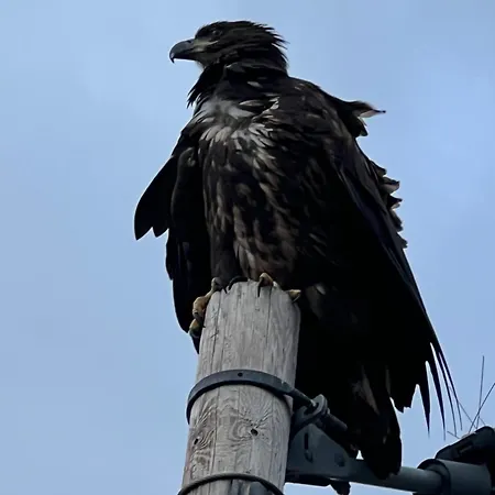 ヴィラ Aurora Bay Lofoten 罗弗敦极光湾海景顶层别墅 Sund